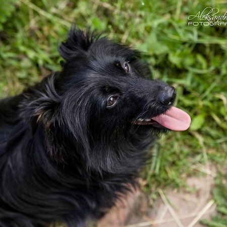 Willa Chałupa Zagrodnika Krzemienica  Zewnętrze zdjęcie